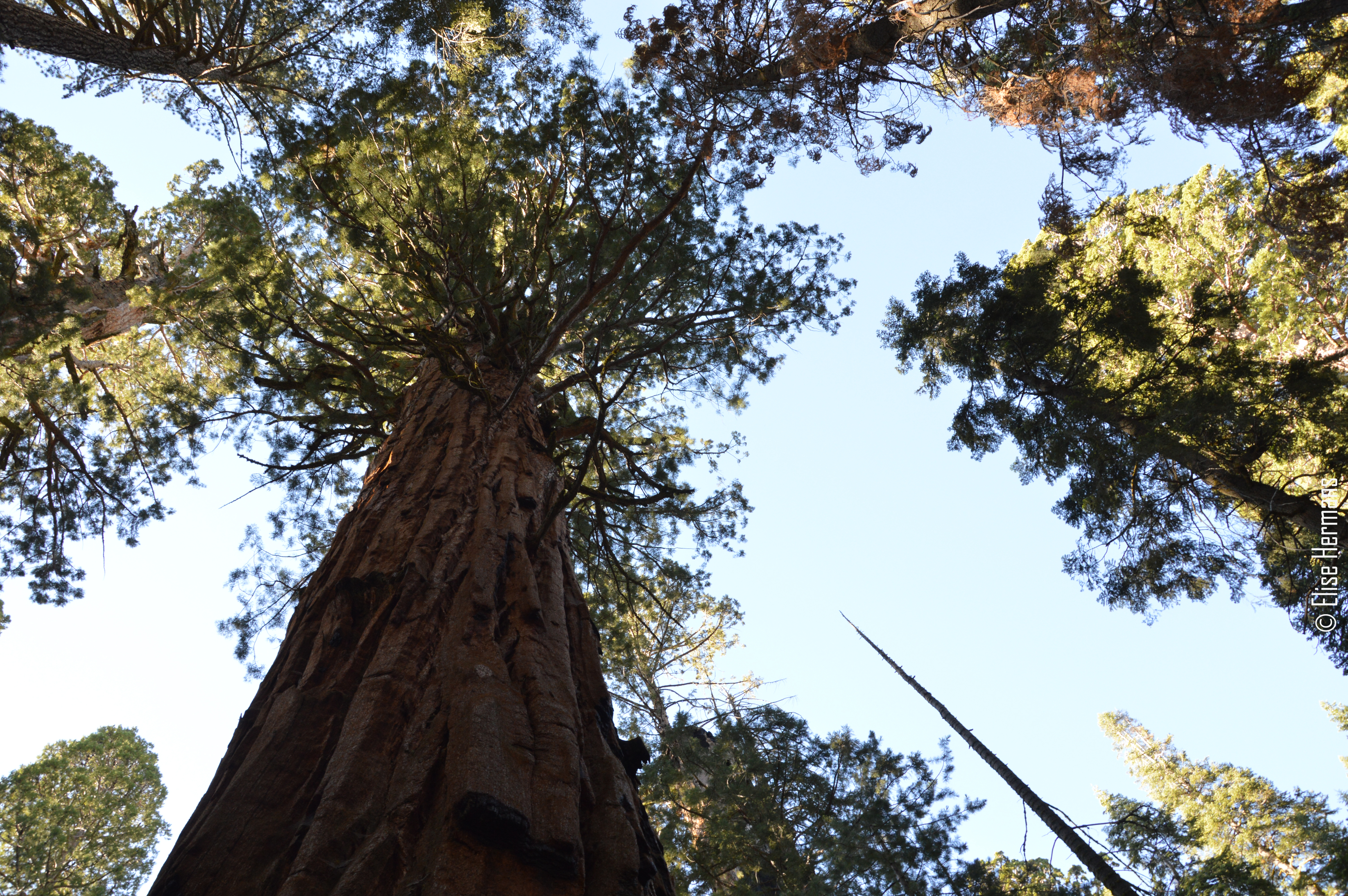 11. Sequoia (19)