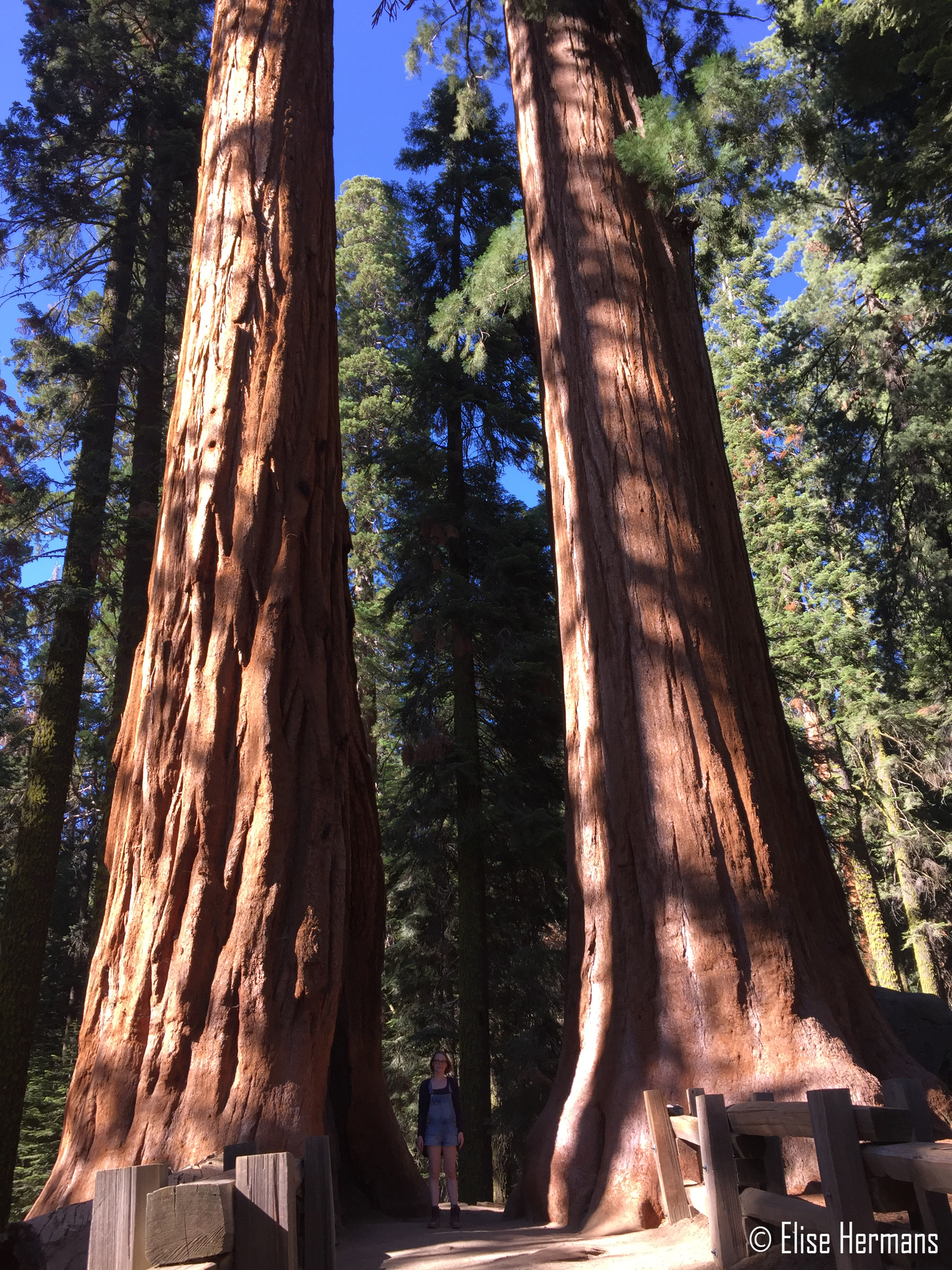 11. Sequoia (6)